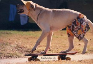 My movie dog riding a skateboard